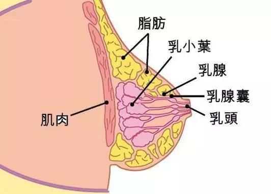 乳腺养生知识，女性健康必备的保健指南